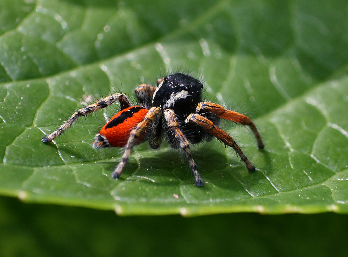 Maschio di Philaeus chrysops - Lesmo (MI)